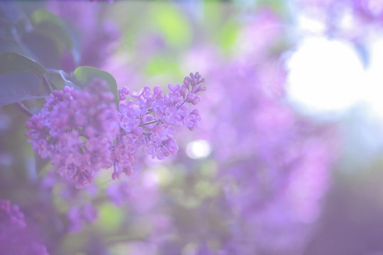 Lilac in violet toning, blossoming lilac in sunlight, purple flowers with copy space, blank for postcard, blurred background, festive bouquet