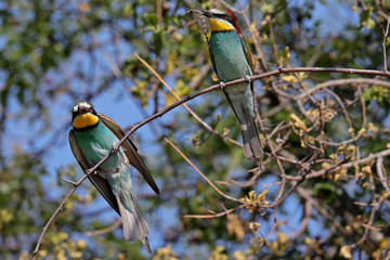 Bienenfresser © Ralph