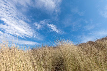 Grass With Blue Sky In The Dunes Of Domburg Netherland - Zeeland