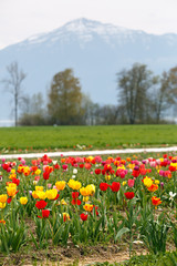 Field of tulips. View of the Alps mountain range. Town of Cham, canton of Zug, Switzerland, Europe.