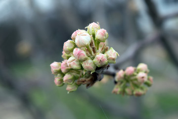 The first buds of an ornamental pear tree against a defocused background.