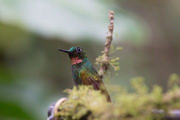 beija-flor-rubi ( Heliodoxa rubricauda )