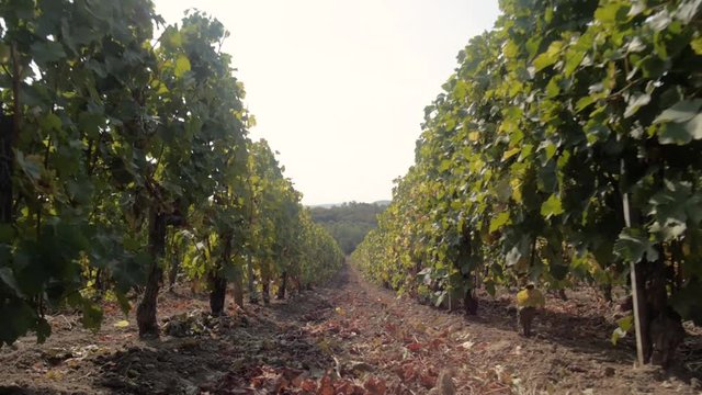 rows of young grapes in the vineyards
