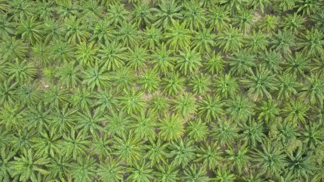 AERIAL TOP DOWN: Flying high above rustling palm tree canopies on a sunny summer afternoon in exotic Thailand. Endless lush green palm tree plantations cover the picturesque tropical island landscape.