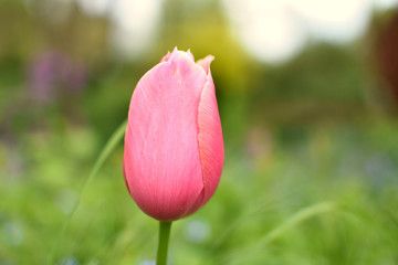 gros plan sur une tulipe