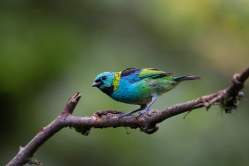 saíra-sete-cores ( Tangara seledon )