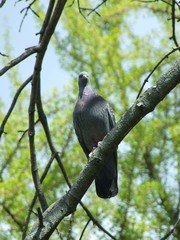  Gray wild dove sitting on a tree branch