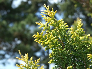  Yellow coniferous spring branch blooms