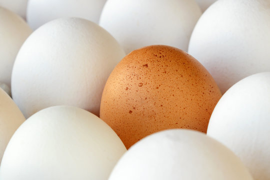 Brown chicken egg among white eggs in paper tray