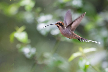 rabo-branco-acanelado ( Phaethornis pretrei )