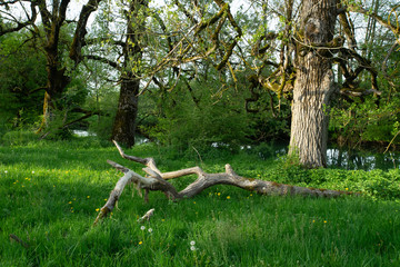 une branche d'arbre morte dans un pré