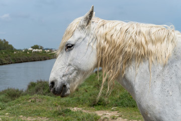 le buste d'un cheval blanc de Camargue avec sa crinière blonde