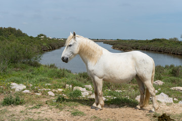 Obraz na płótnie Canvas cheval blanc de Camargue de profil devant des étangs