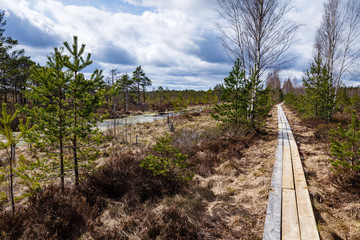 Fototapeta na wymiar walking along the mire on a sunny day; long, empty wooden construction trail; visible around small swamp trees - pines, birches