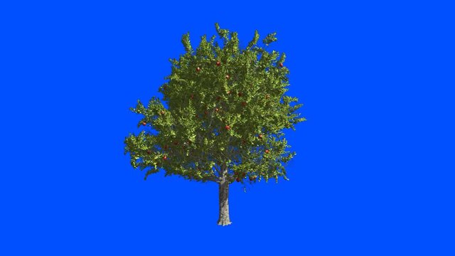 Fruit tree apple-tree. Blue screen alpha.