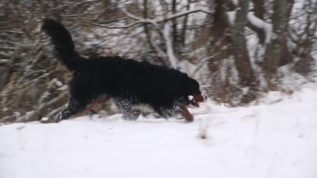 Bernese Mountain Dog