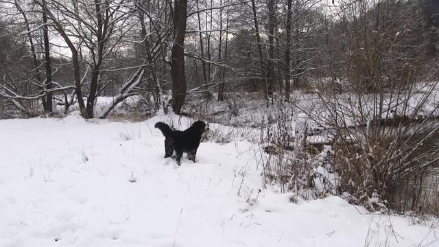Bernese Mountain Dog