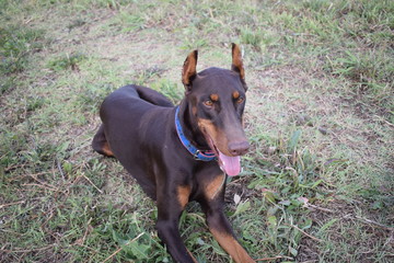 brown doberman for walks in the park on a summer day