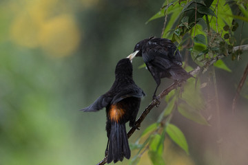 guaxe ( Cacicus haemorrhous )