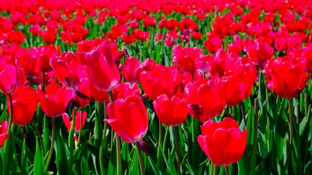 Red tulips in a field with during a beautiful spring day