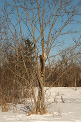 Canadian Lynx (Lynx canadensis) Climbs Tree
