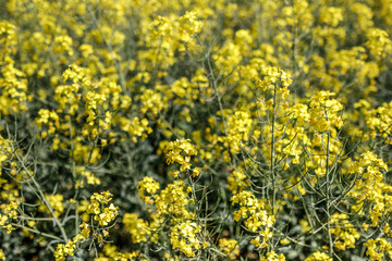 Fototapeta premium detail of flowering rapeseed canola or colza in latin Brassica N