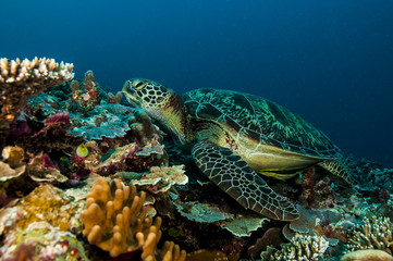 Fototapeta na wymiar Tartaruga deitada no Recife de coral