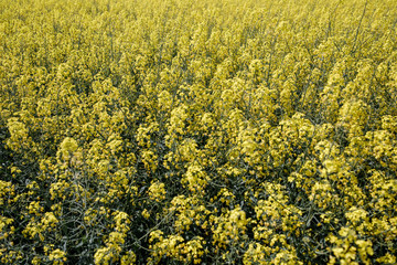yellow Rapeseed field background. Field of bright yellow rapesee