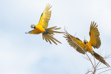 arara-canind&eacute; ( Ara ararauna )