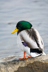 Duck with green head on a stone. Portrait, close up.