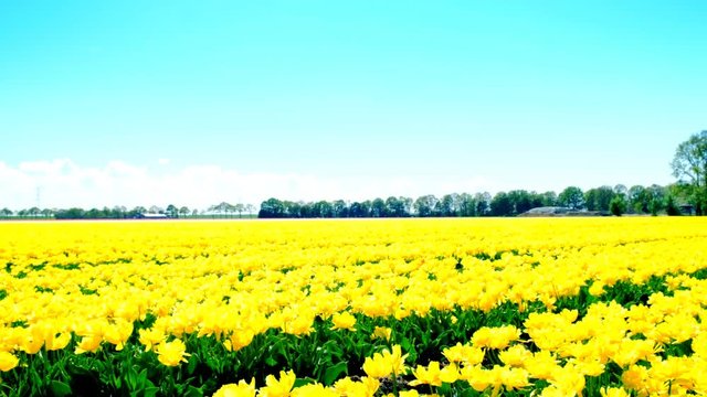 Yellow tulips in a field during a beautiful spring day