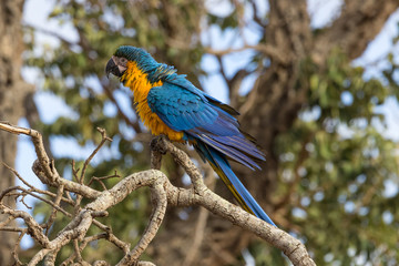 arara-canindé ( Ara ararauna )