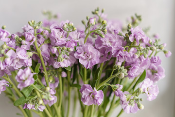 Bouquet of Beautiful lilac color gillyflower, levkoy or mattiola. Spring flowers in vase on wooden table. wallpaper