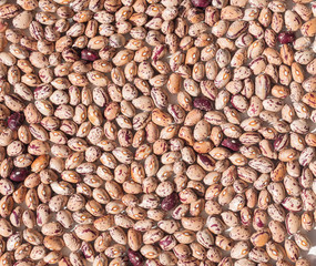 Full frame view of homegrown dried borlotti beans in sunshine from above