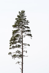 Single growing pine tree