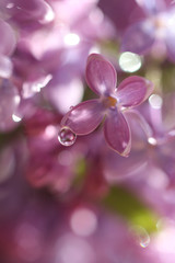 Fototapeta na wymiar Water drop on a lilac flower