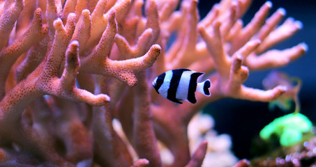 Obraz premium Black Stripe damselfish 