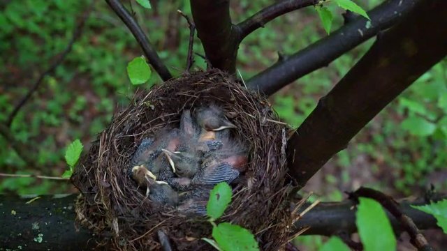 Blackbird chicks in the nest - (4K)