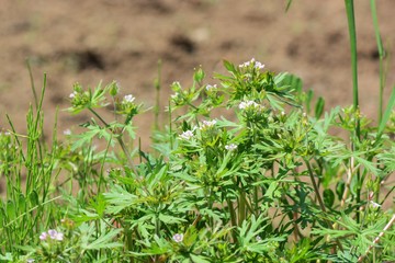 Flowers of roadside weed 