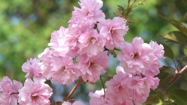 Beautiful pink sakura flowers bloom in the botanical garden in the spring close-up