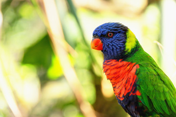 Perruche au jardin botanique en Guadeloupe