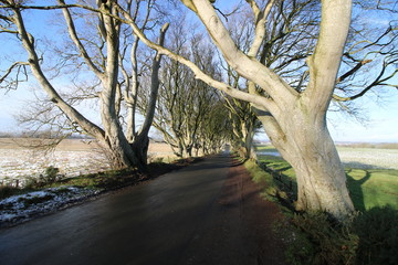 Dark Hedges Trees over Road