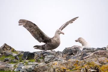 Southern giant petrel with open wings, Hannah Point, South Shetland Islands, Antarctica