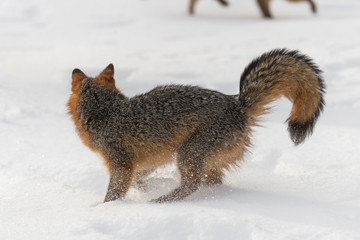 Grey Fox (Urocyon cinereoargenteus) Quick Stop Turn