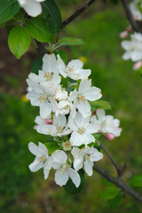 fleurs de pommier au printemps, Auvergne, Puy-de-Dôme