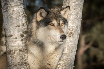 Grey Wolf (Canis lupus) Looks Out From Birch Trees