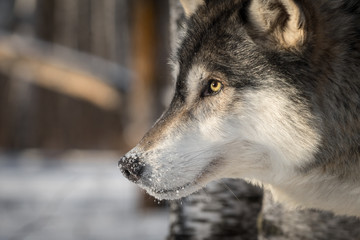 Grey Wolf (Canis lupus) Close Up Profile