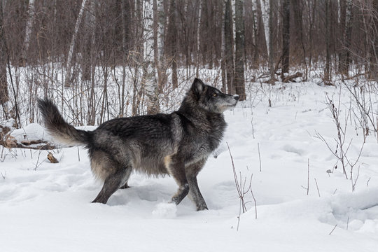 Black Phase Grey Wolf (Canis lupus) Head and Tail Up