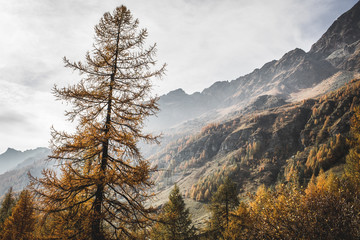 Fototapeta na wymiar Italian Alps