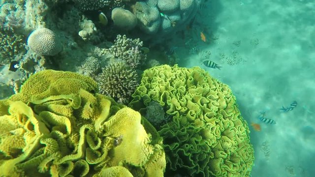 Tropical coral fish sergeant major swim around sponge on a coral reef